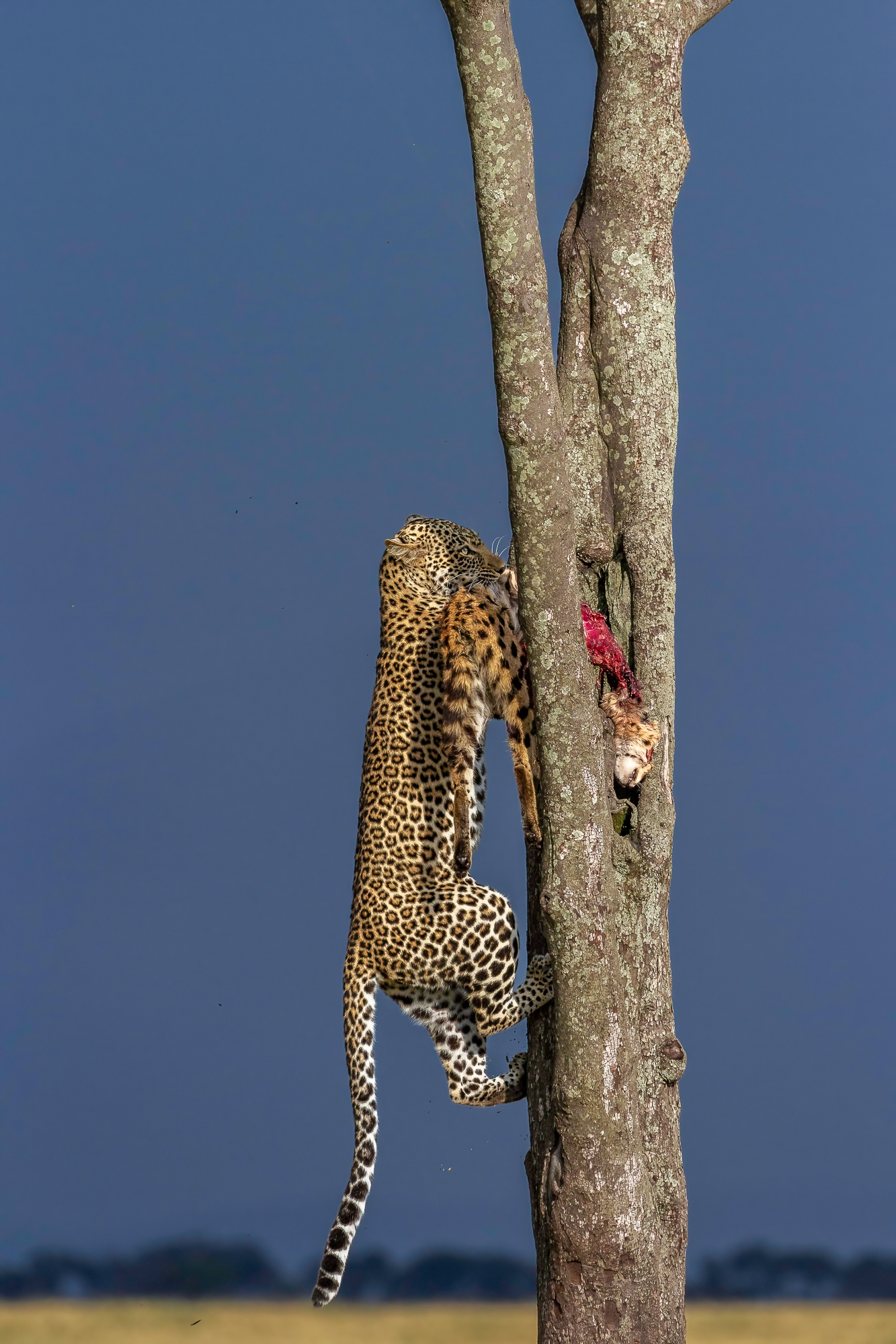 Selous Fly-In Safari Exclusive